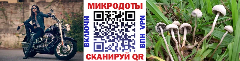 Псилоцибиновые грибы Psilocybe Балашиха